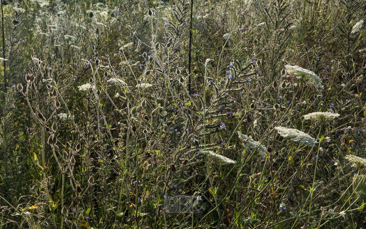 wiese_blumen_sommer_2021_3