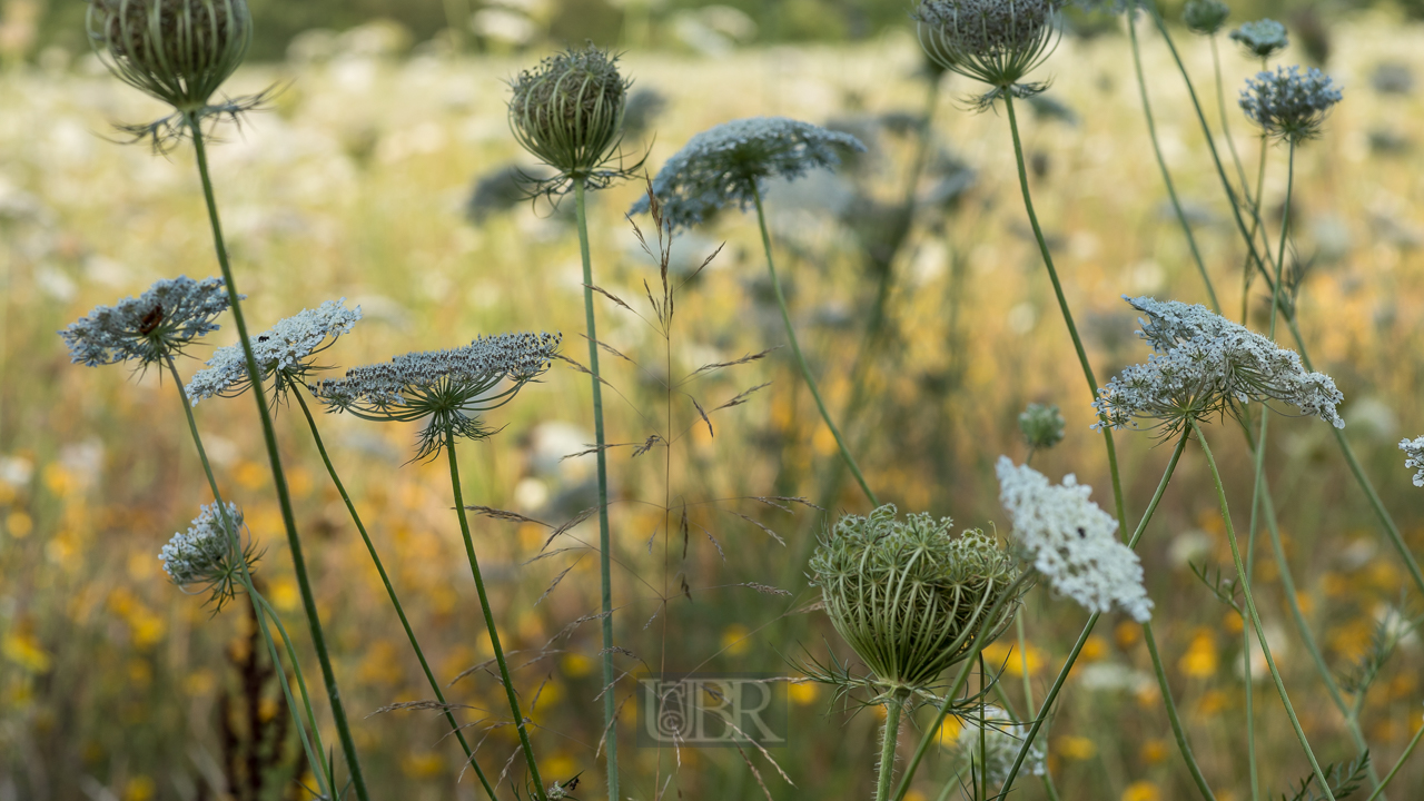 wiese_blumen_sommer_2021_8