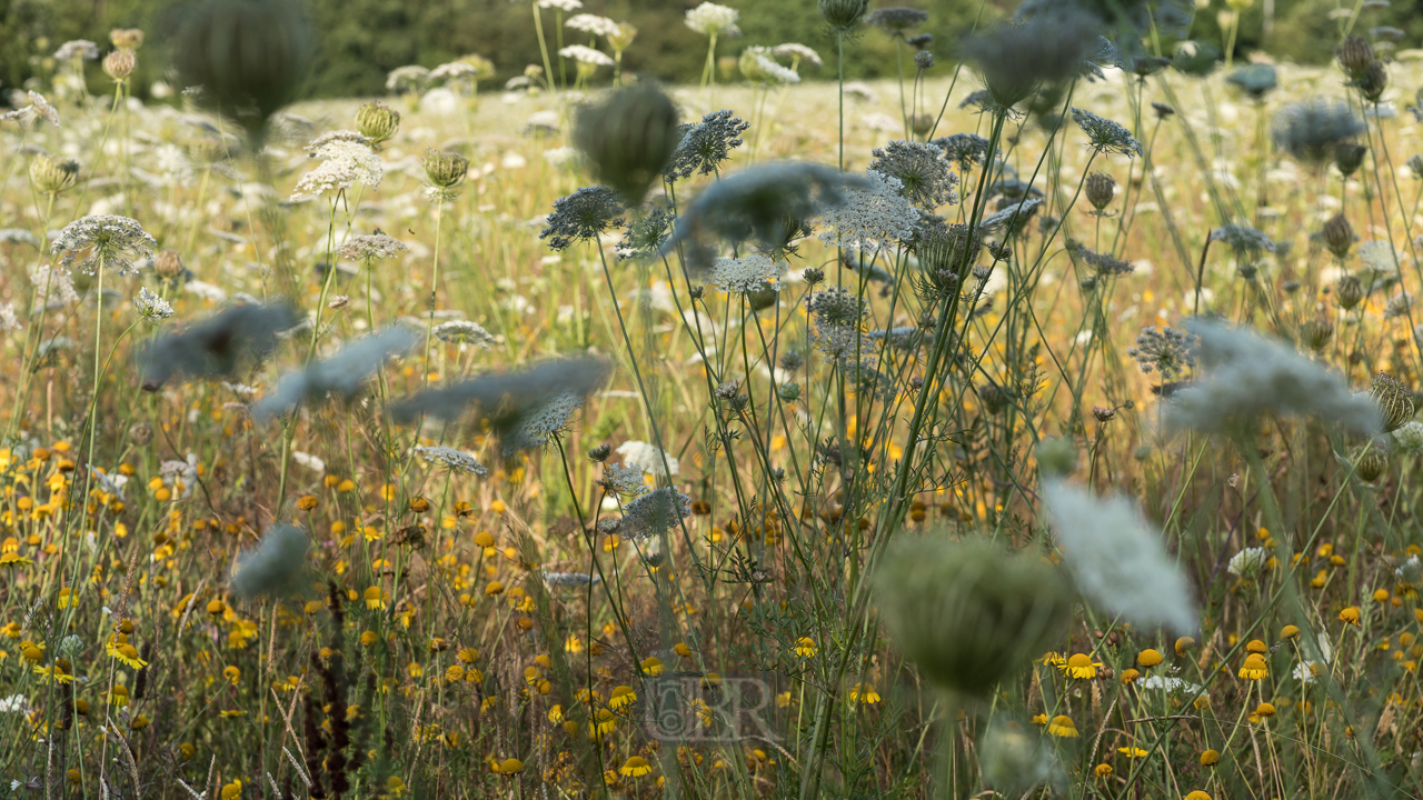 wiese_blumen_sommer_2021_9