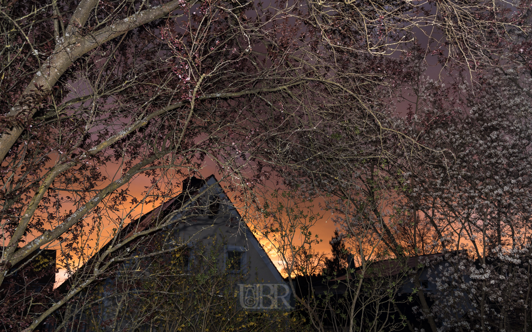 Die Felsenbirne an der Giebelseite im Abendlicht