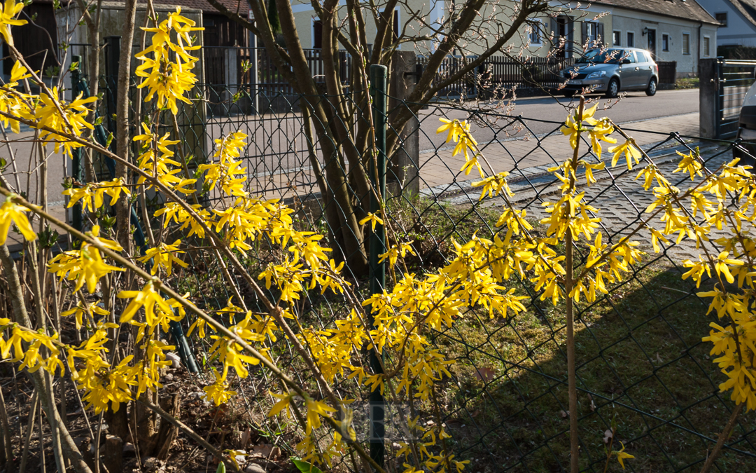 Im April - Forsythie in Blüte