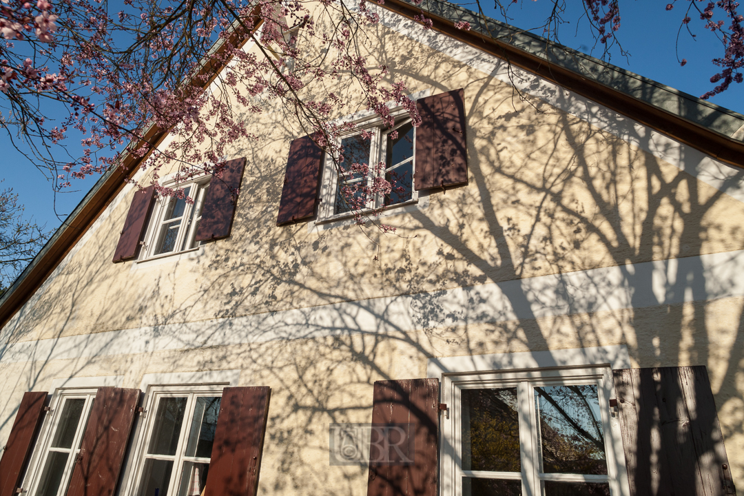 Im April - Hausgiebel mit Pflaumenkirsche im Abendlicht