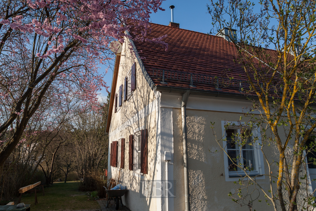 Im April - Hausgiebel mit Pflaumenkirsche im Abendlicht