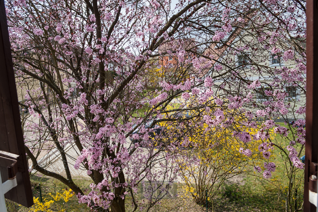 Im April - Blick aus dem Fenster im OG