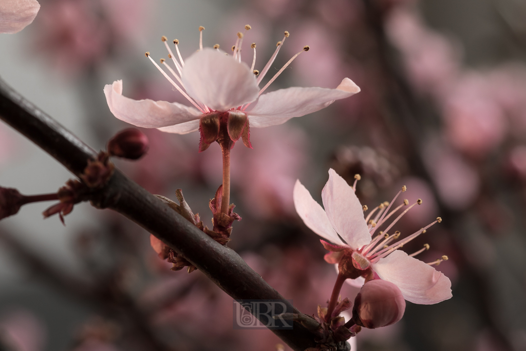 Im April - Pflaumenkirschen Blüte