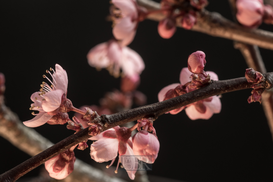 Im April - Pflaumenkirschen Blüte