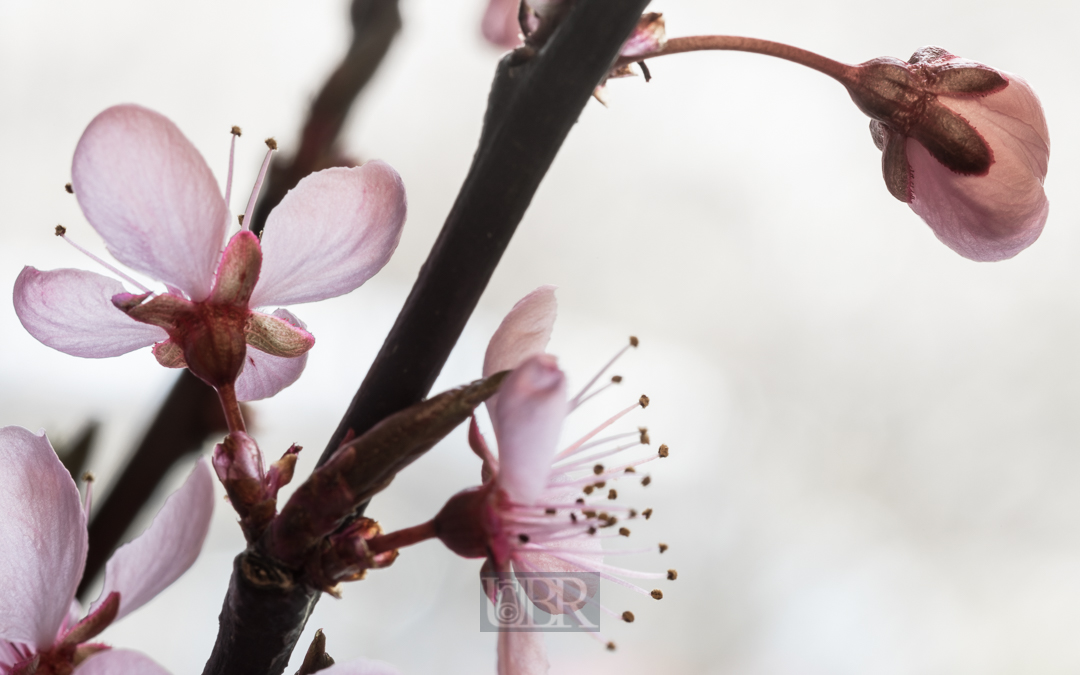 Im April - Pflaumenkirschen Blüte