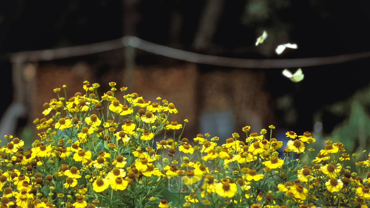 Blumenwiese mit Schmetterlingen