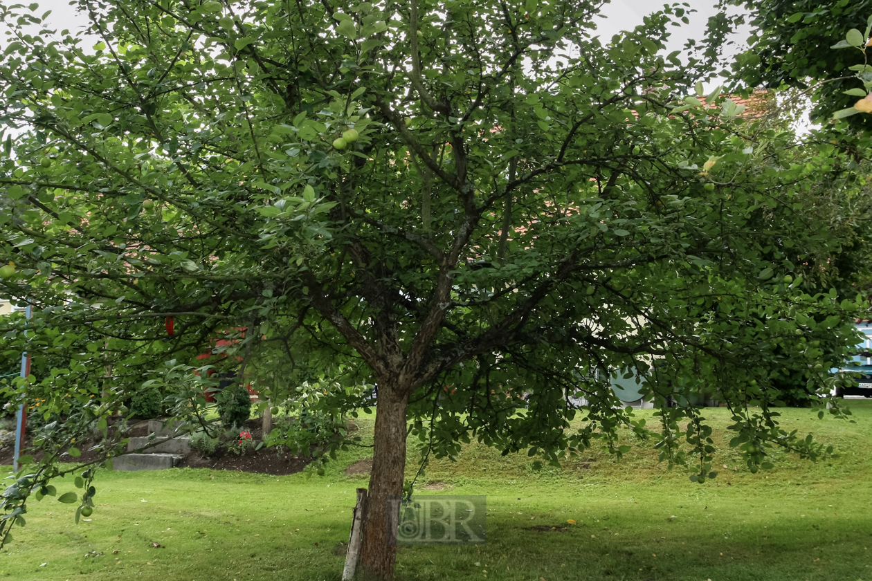 Der Apfelbaum wird zur Laube - 2012