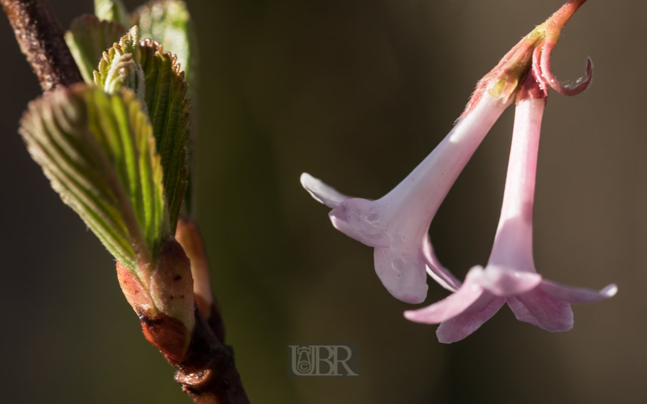 Blüten im Detail