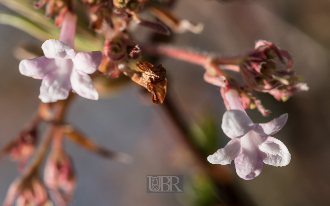 Blüten im Detail