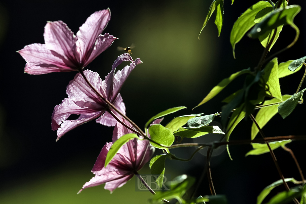 Clematis an der Hauswand Nord  - 2015