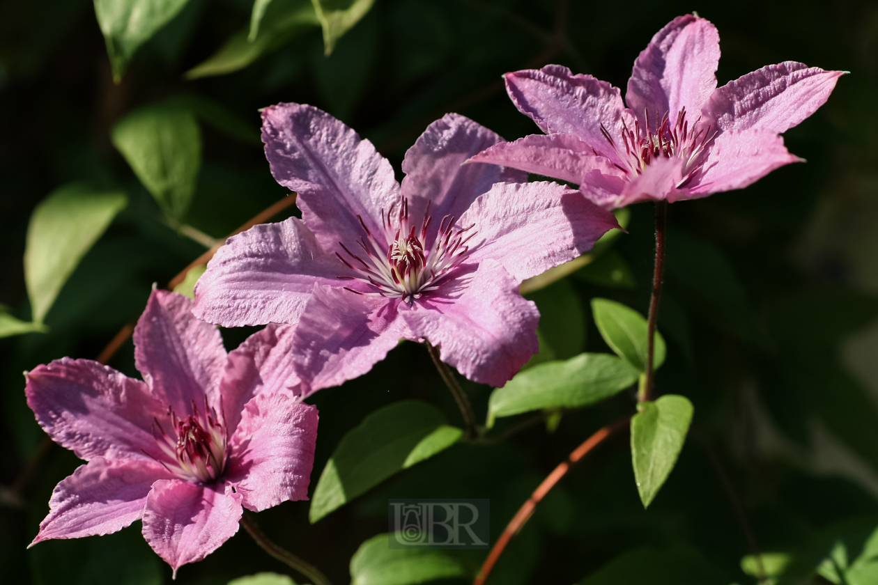 Clematis an der Hauswand Nord  - 2015