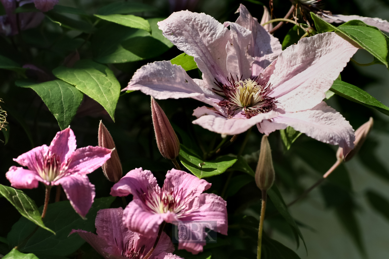 Clematis an der Hauswand Nord  - 2015