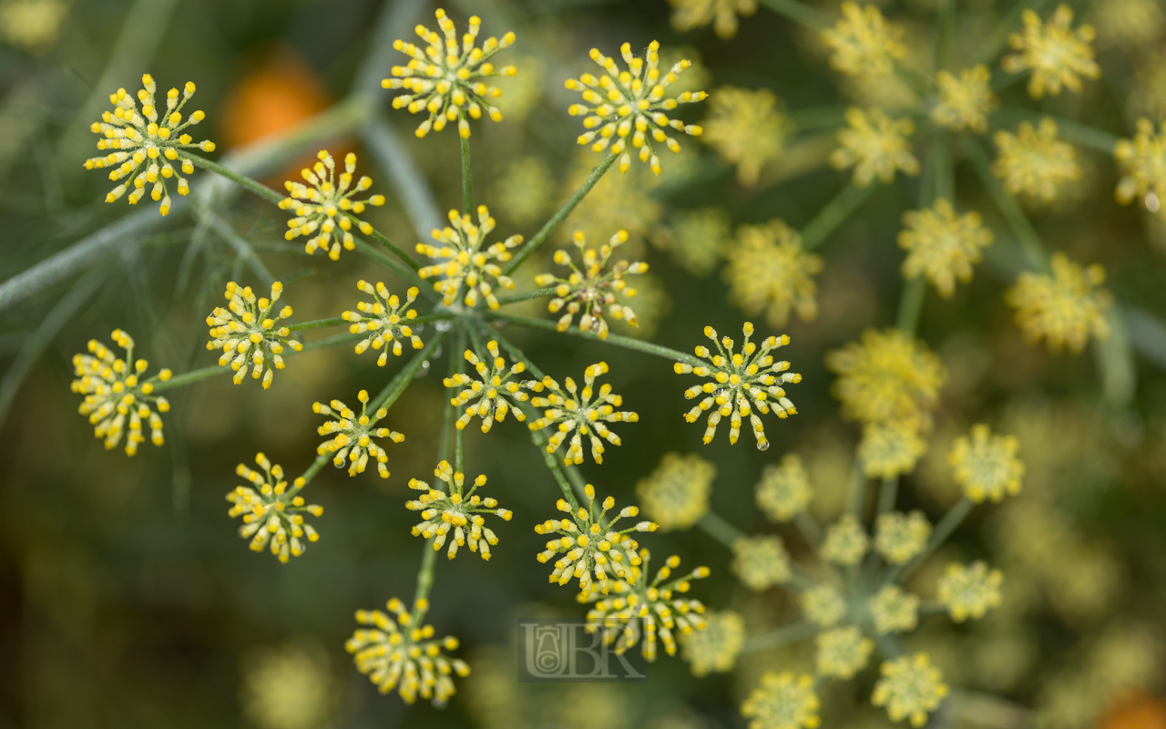 Dill in Blüte