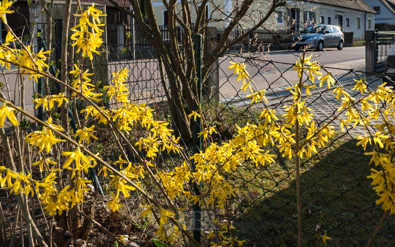 Im April - Forsythie in Blüte