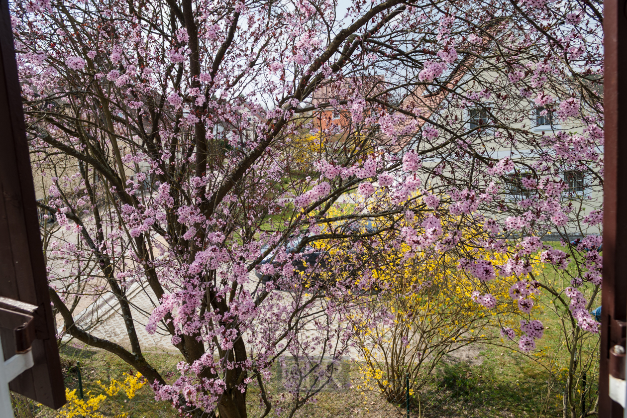 Im April - Blick aus dem Fenster im OG