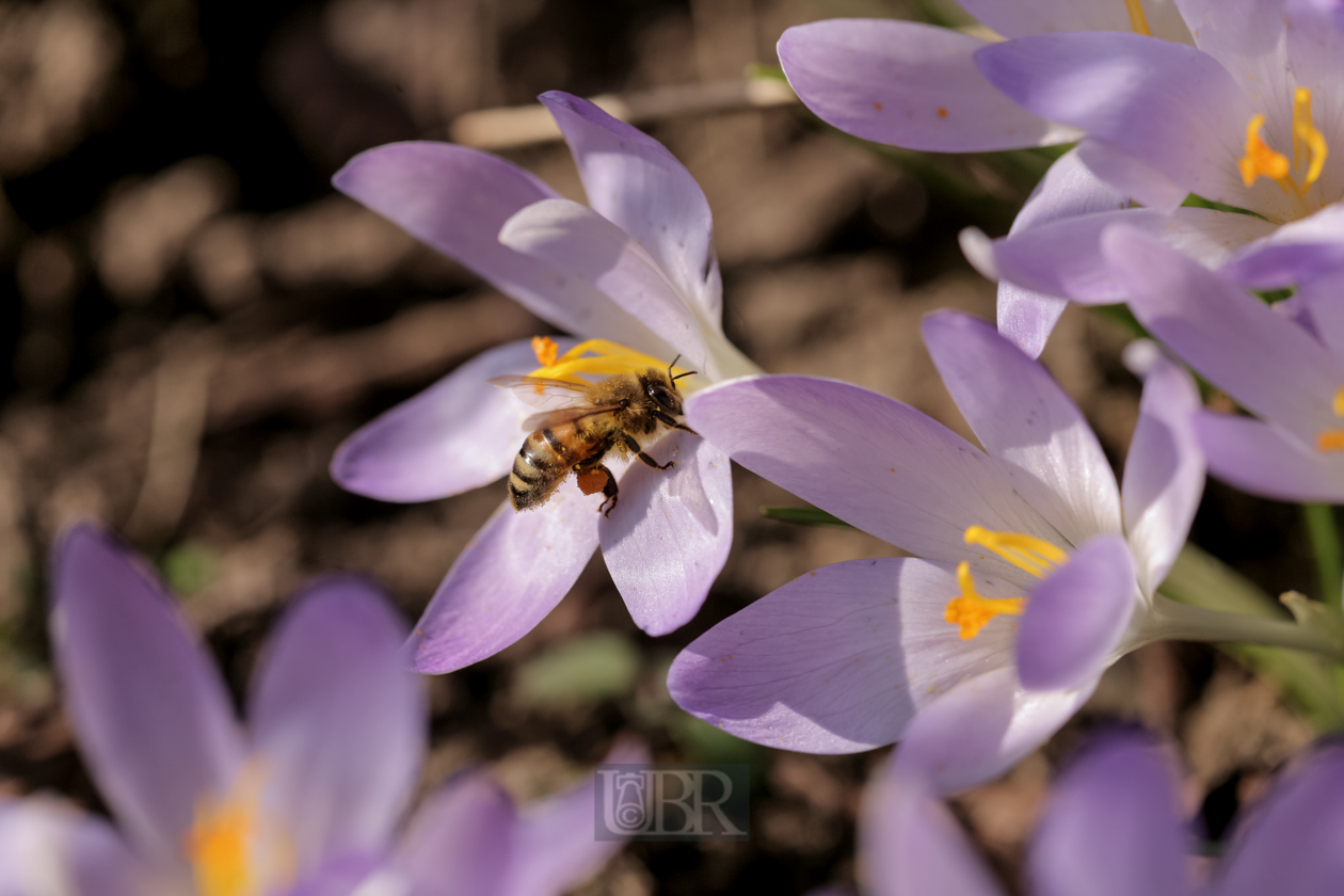 Krokusse über Krokusse - 2014