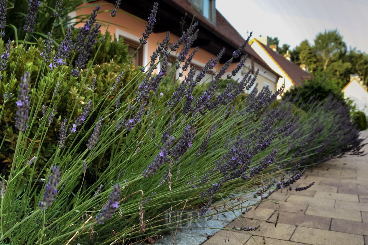 Lavendel vor dem Haus bei Renate - 2015