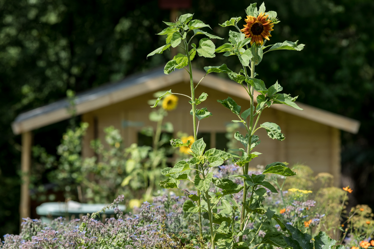 Sonnenblumen mit neuem Gartenhaus