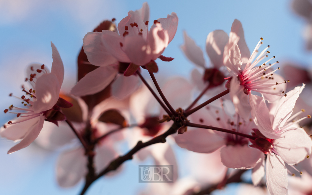 Im April - Pflaumenkirschen Blüte