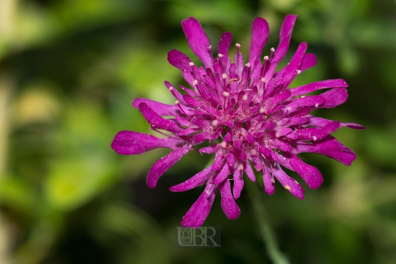 Tauben-Scabiose