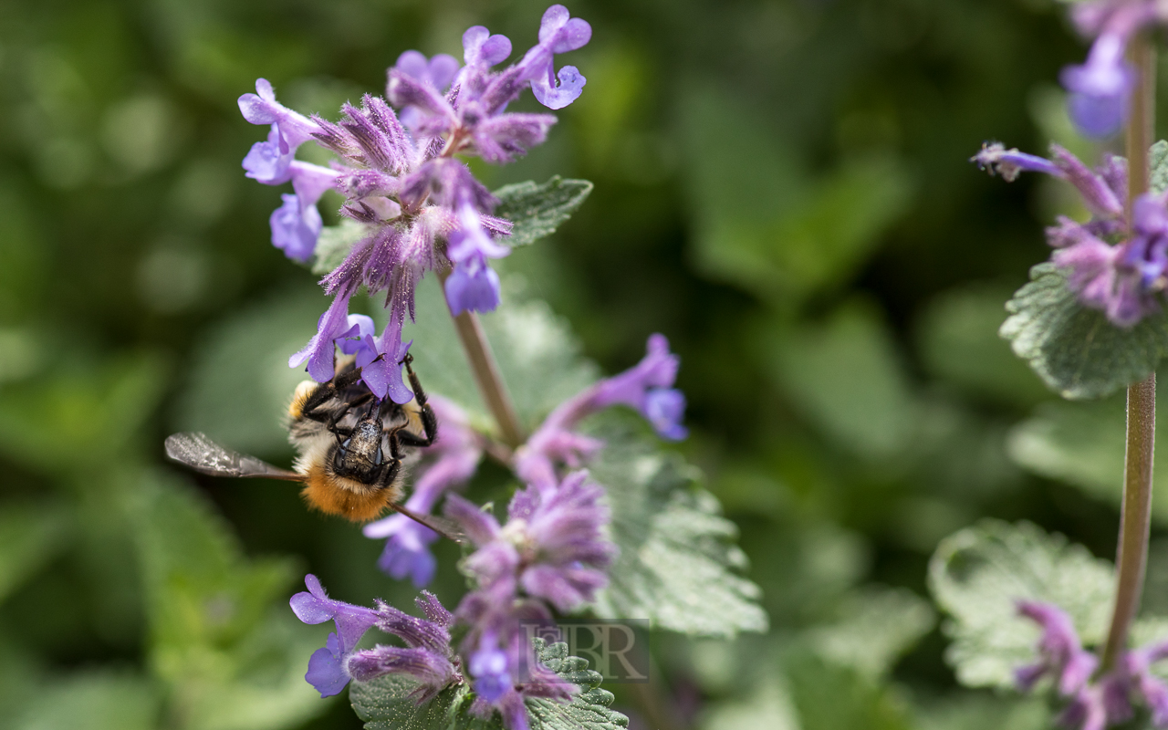 Hummel frühstückt