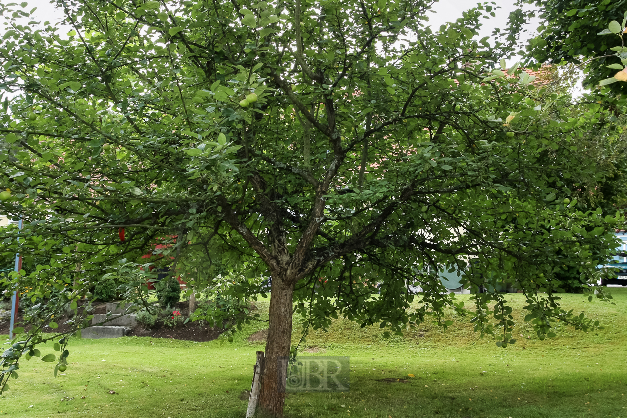 Der Apfelbaum wird zur Laube - 2012