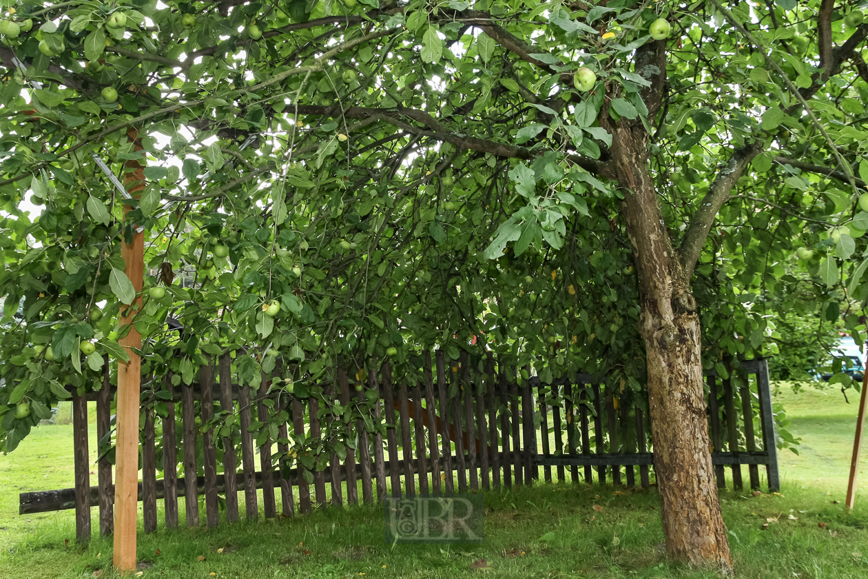Der Apfelbaum wird zur Laube - 2012