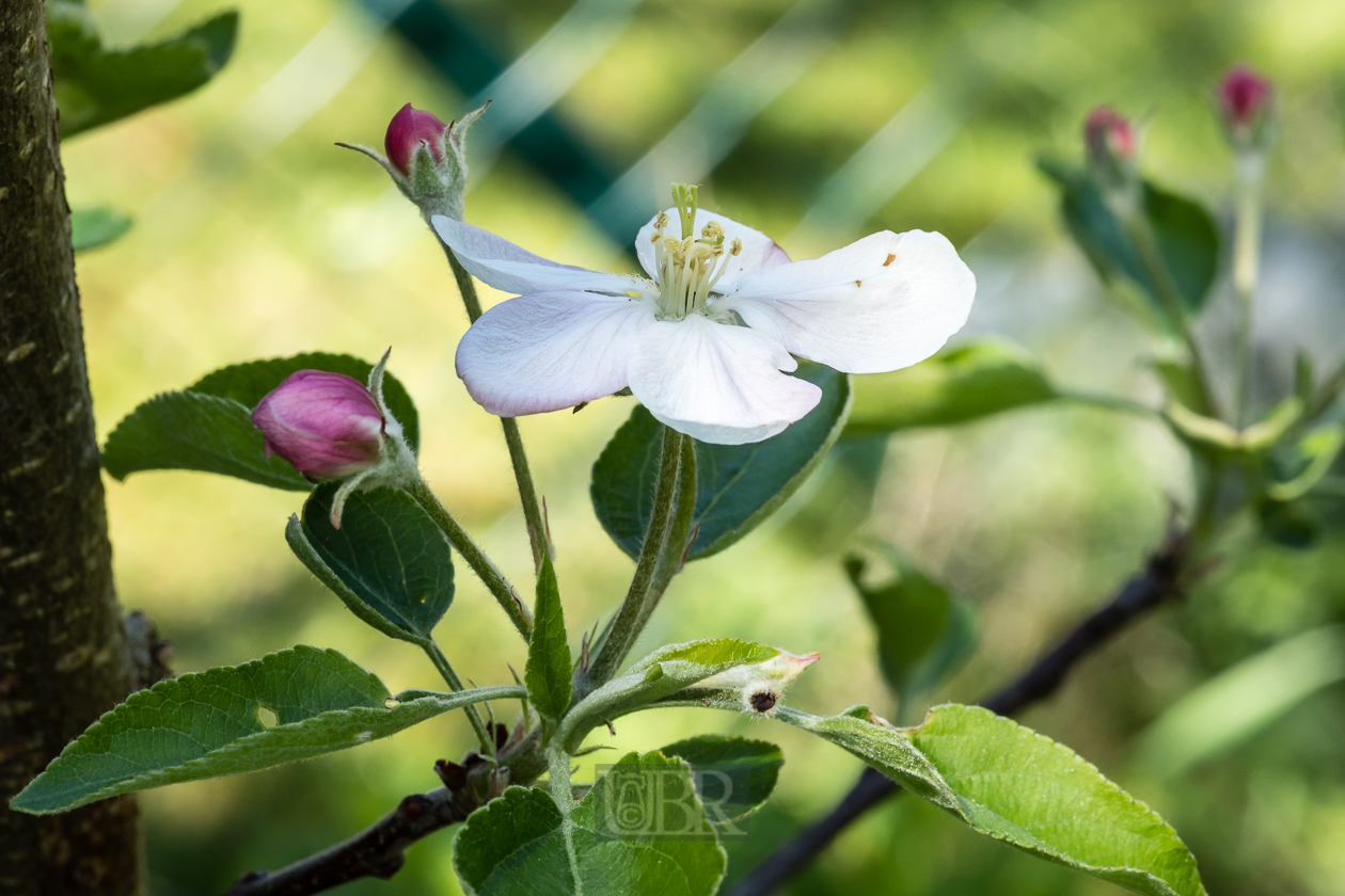 Apfelblüte Boskoop 2025 NEU