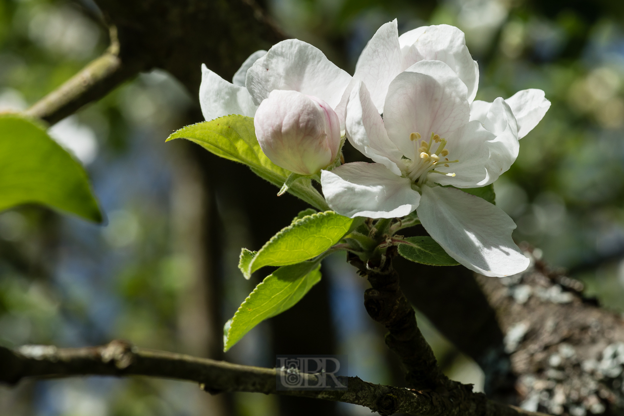 Apfelblüte 2025