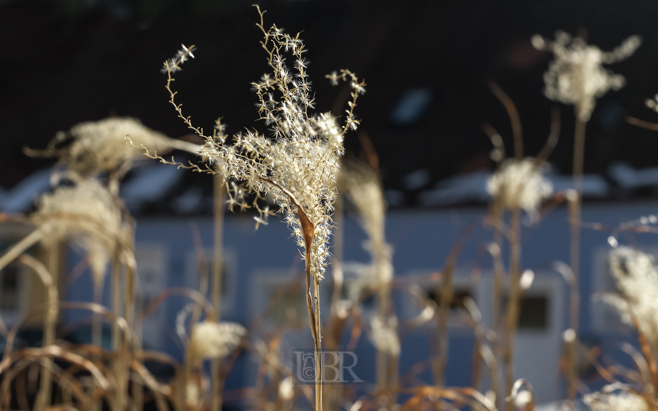 Schilf im Abendlicht am See