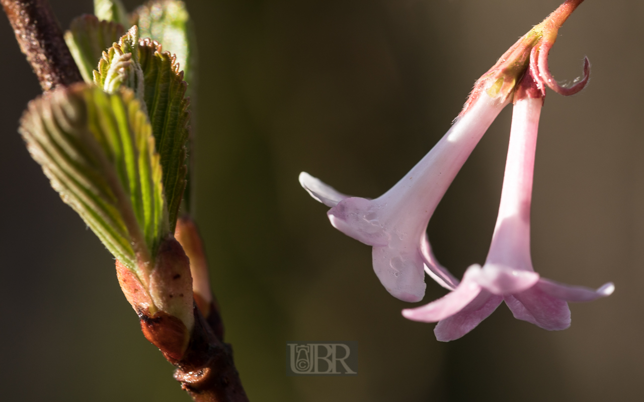 Blüten im Detail