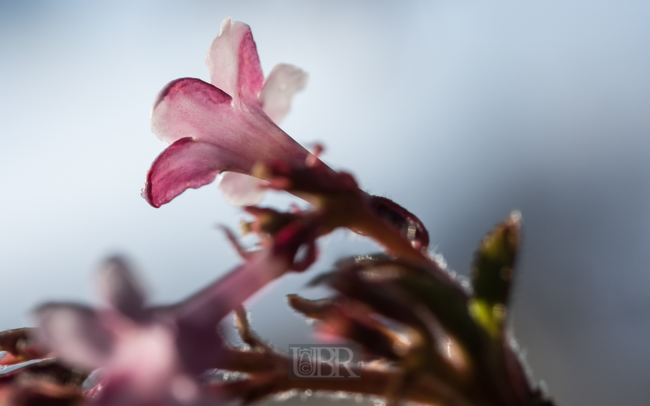 Blüten im Detail
