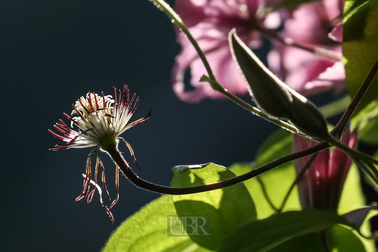Clematis an der Hauswand Nord  - 2015