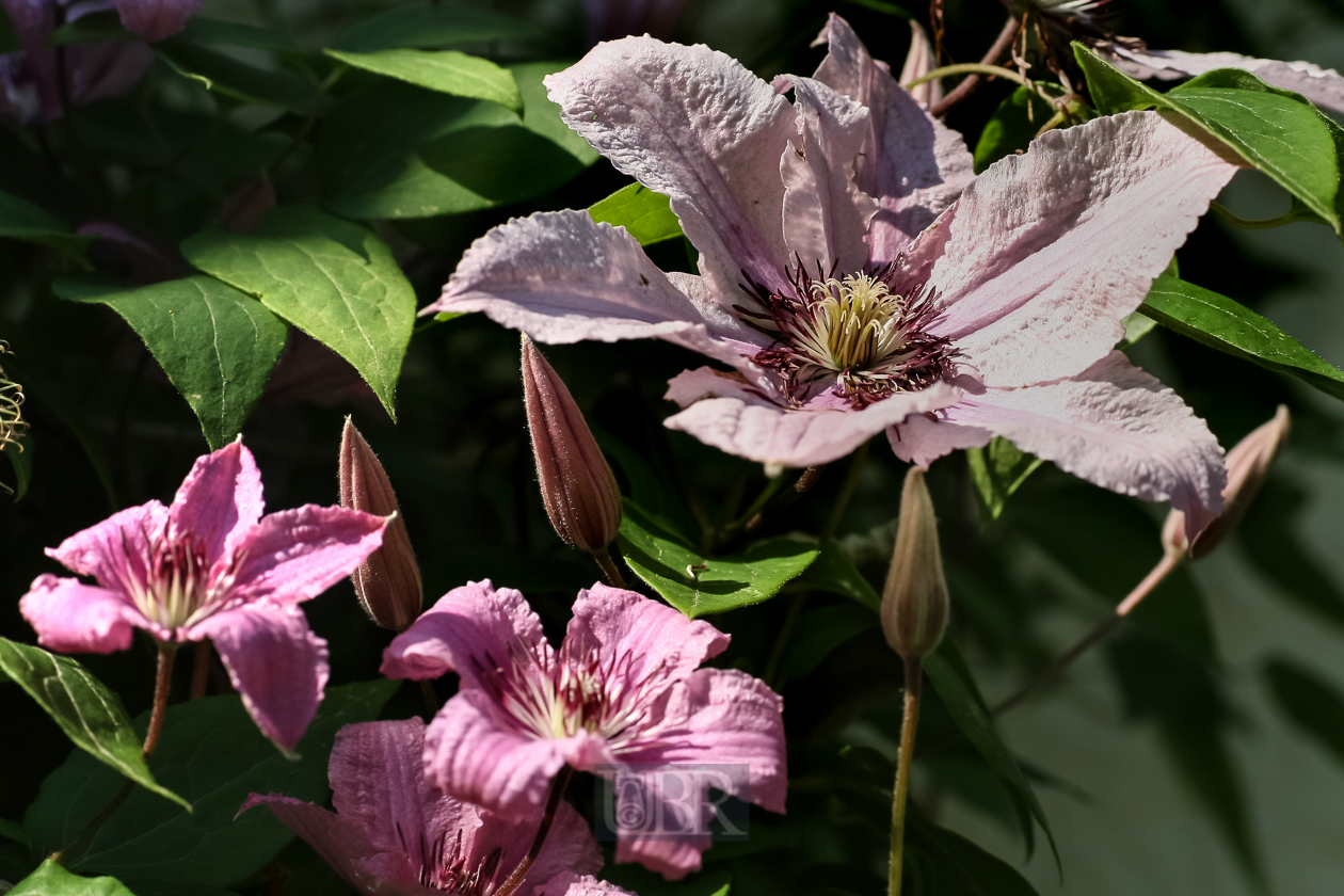 Clematis an der Hauswand Nord  - 2015