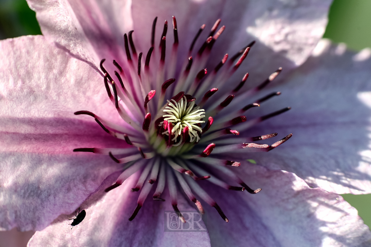 Clematis an der Hauswand Nord  - 2015