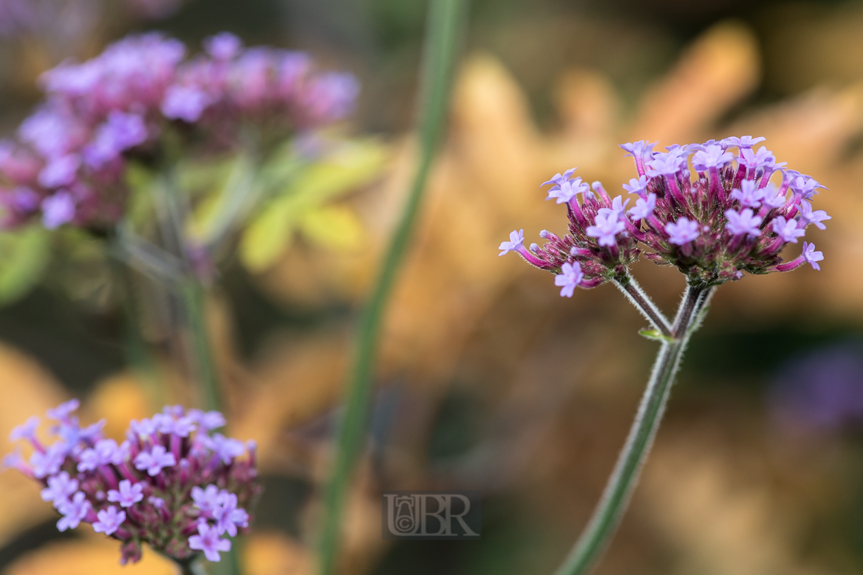 Argentinisches Eisenkraut - Verbena bonariensis