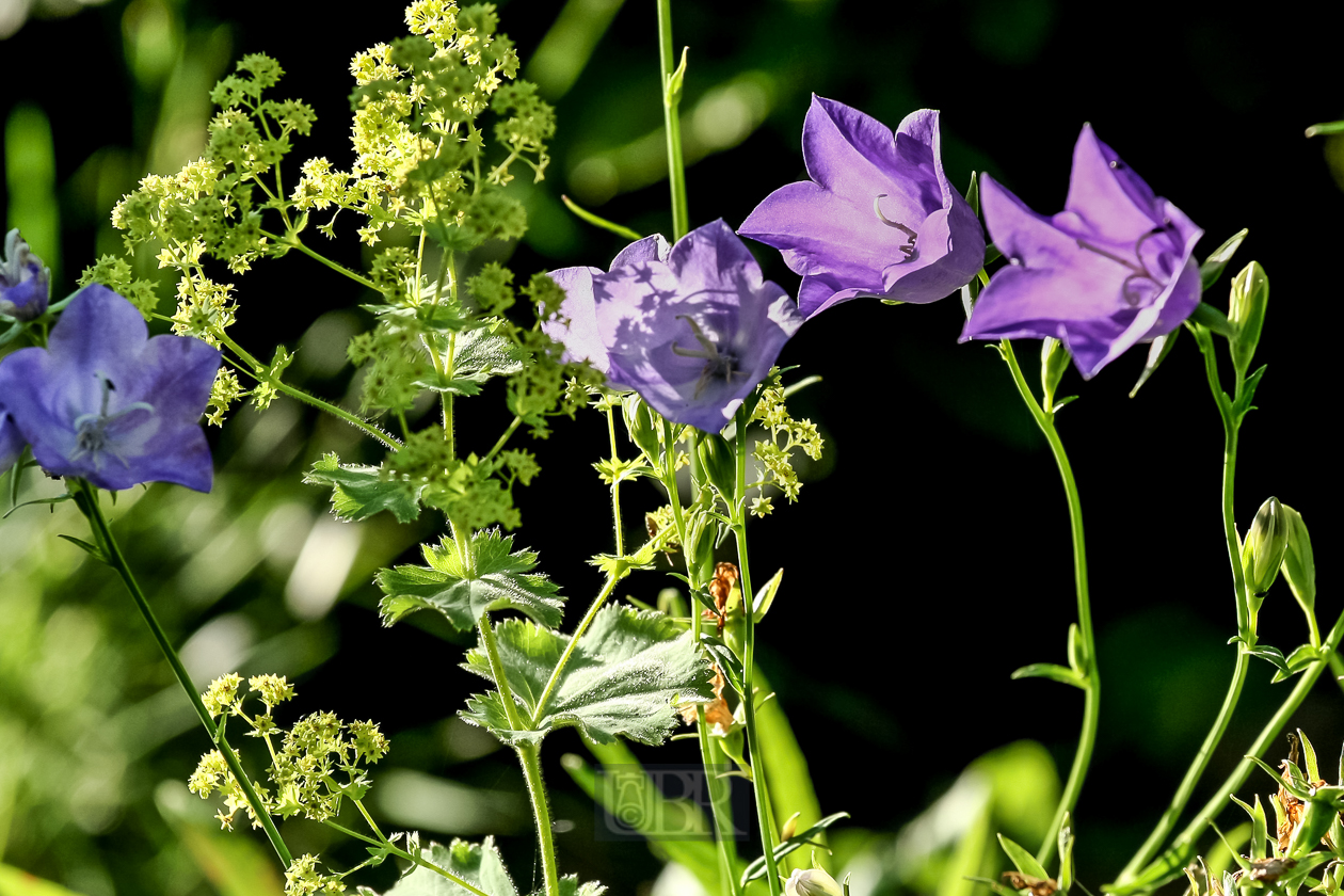 Glockenblume - 2015