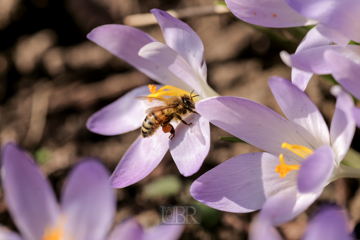 Krokusse über Krokusse - 2014