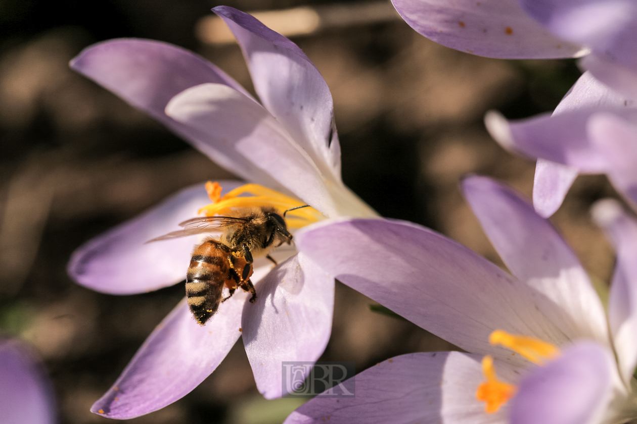 Krokusse über Krokusse - 2014