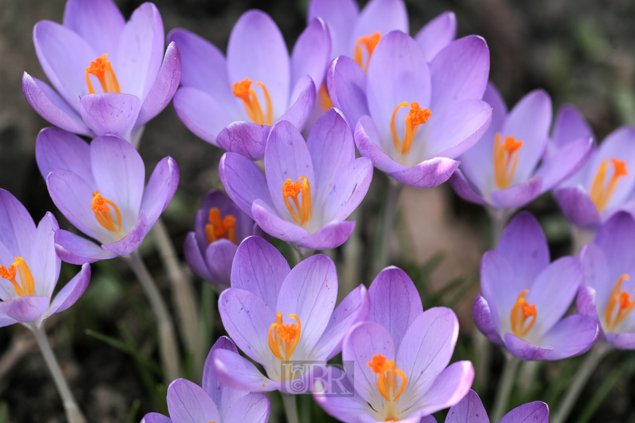 Krokusse über Krokusse - 2014