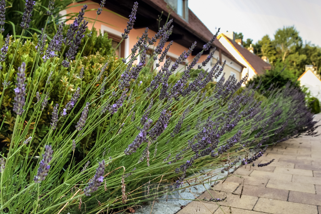 Lavendel vor dem Haus bei Renate - 2015