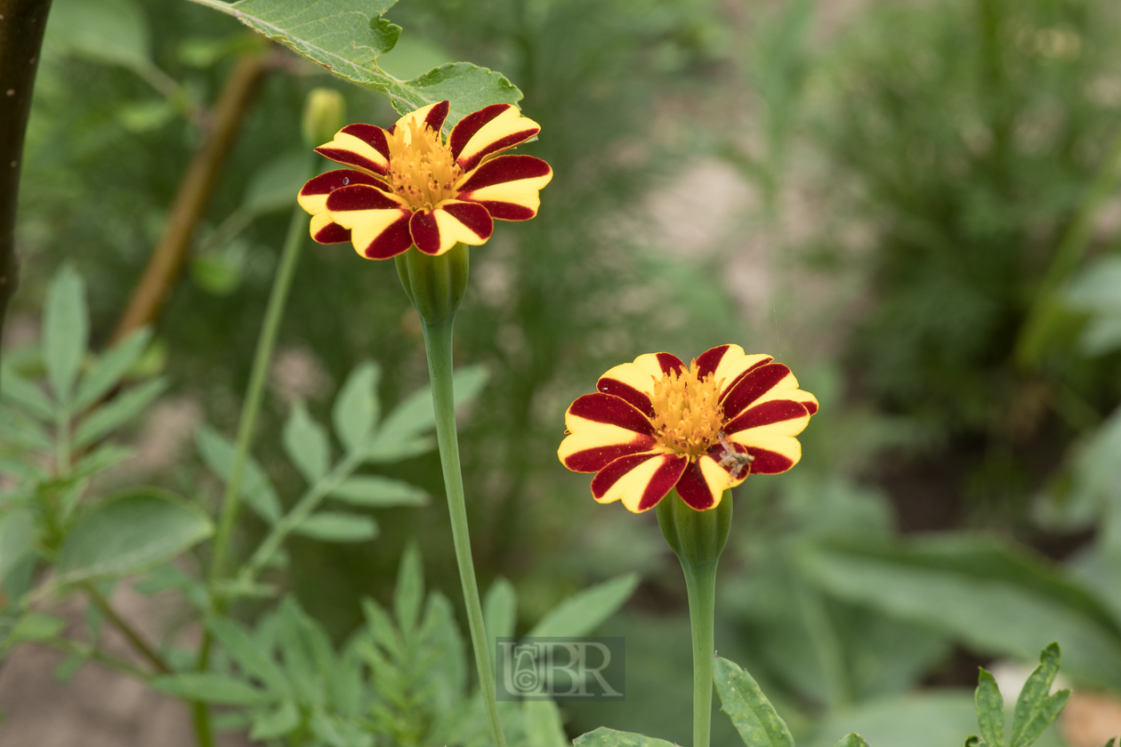 French Marigold