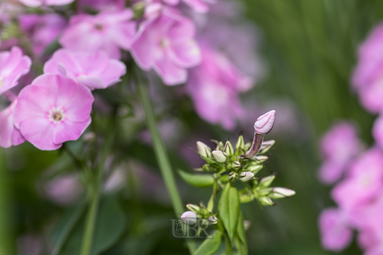 Hohe Flammenblume - Phlox paniculata