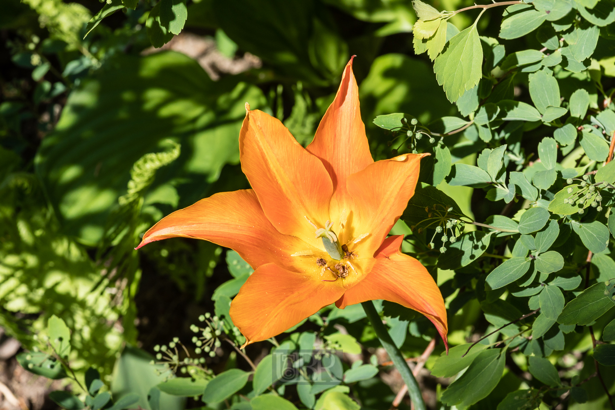 Tulpe Bodenwöhr