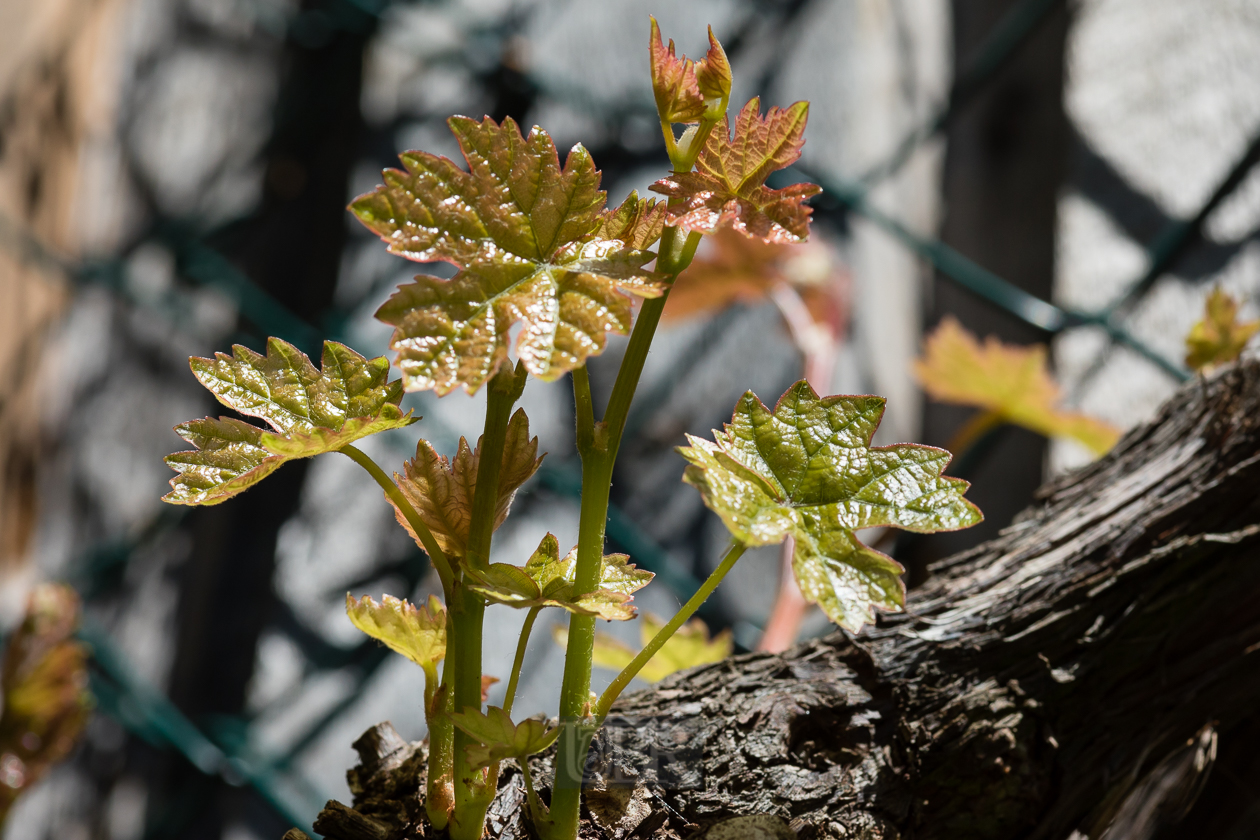 Der Wein am Schuppen-Giebel treibt neu - 2025