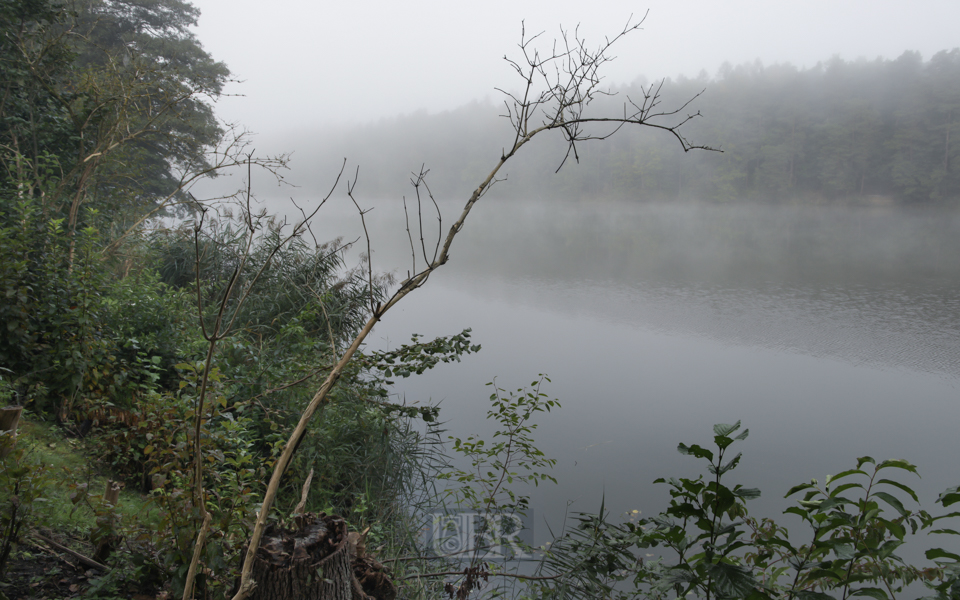 Sommermorgennebel