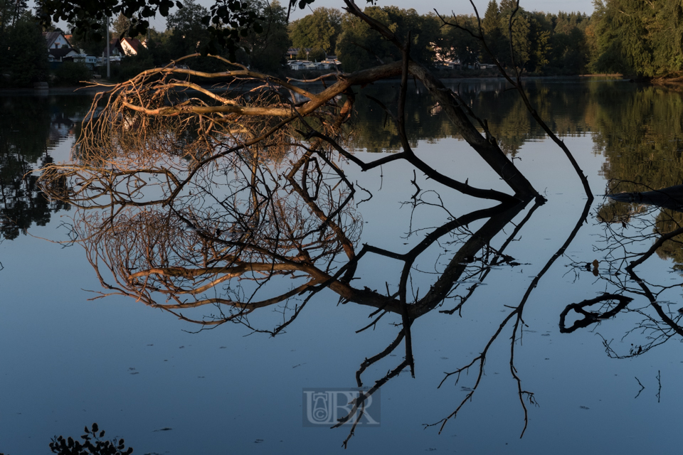 Der See schluckt den Baum