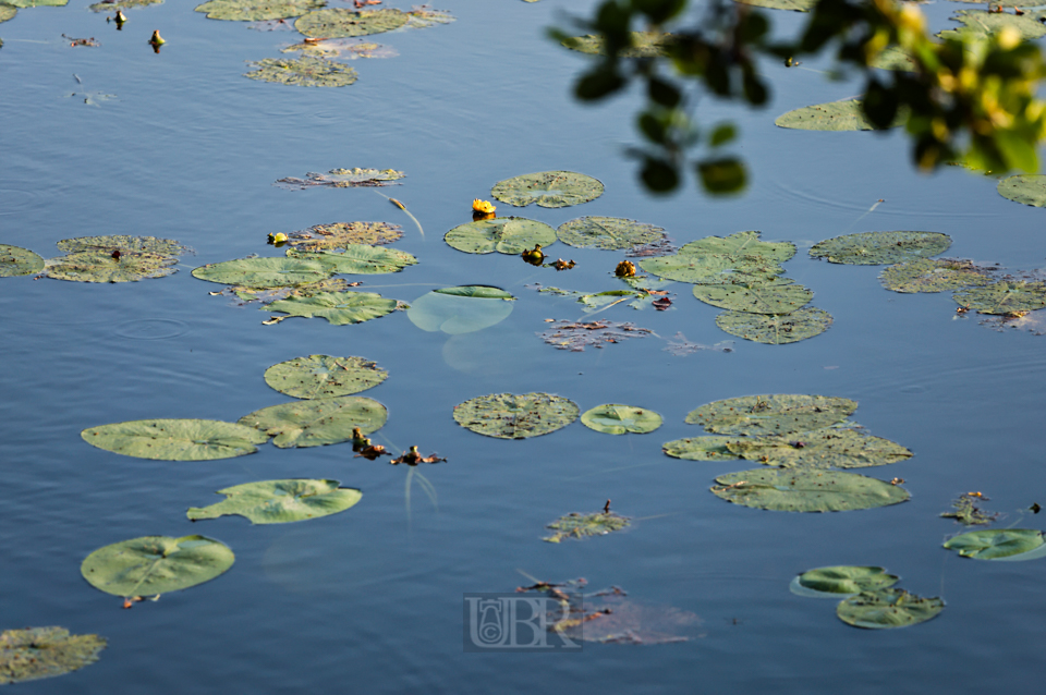 Schwimmende Seebewohner